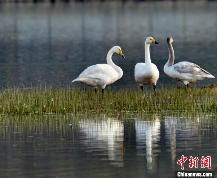 圖為三只大天鵝?！±钣穹?攝