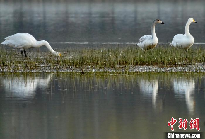 圖為三只大天鵝在黃河灘地嬉戲?！±钣穹?攝