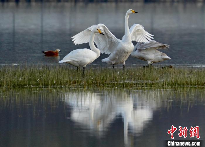 圖為三只大天鵝在黃河灘地嬉戲?！±钣穹?攝