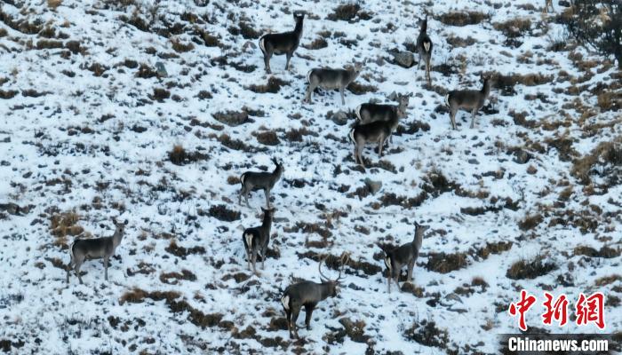 圖為巖羊和馬鹿集體覓食。　都蘭縣融媒體中心 供圖