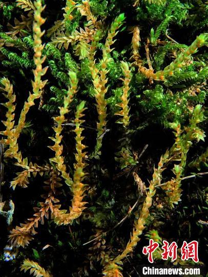 圖為九龍卷柏?！∏嗪Ｉ剿匀毁Y源調(diào)查規(guī)劃設(shè)計(jì)研究院供圖