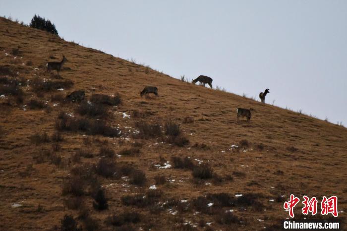圖為馬鹿群在山坡上覓食?！〔湃?攝