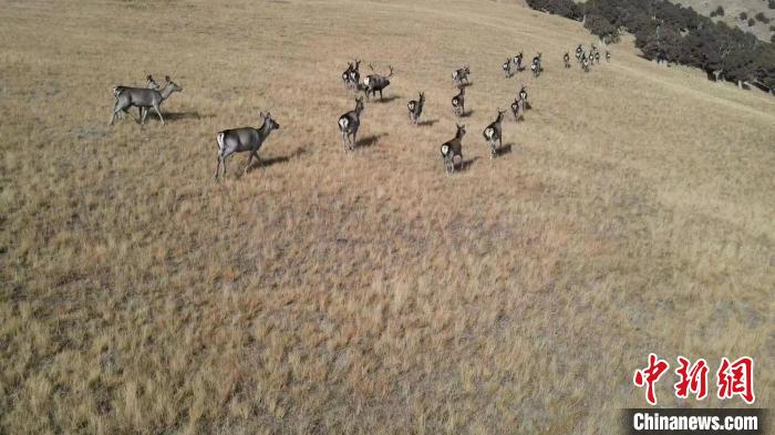 圖為馬鹿群在草地中漫步。　才仁 攝