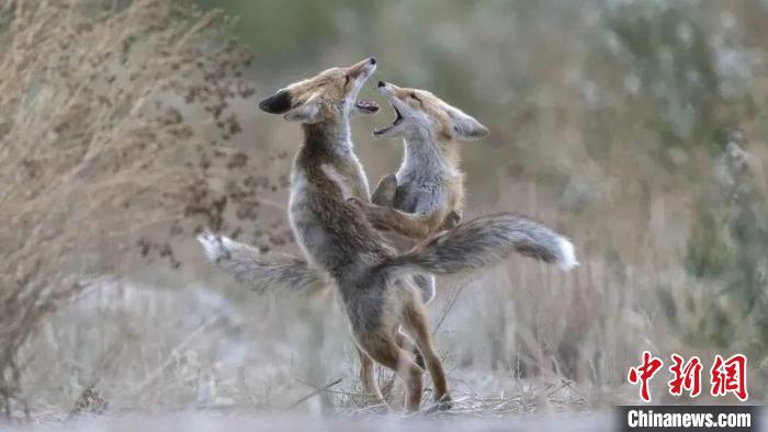 圖為同海元的作品《第一回合》?！∏嗪Ｊ∑钸B山自然保護(hù)協(xié)會(huì)供圖