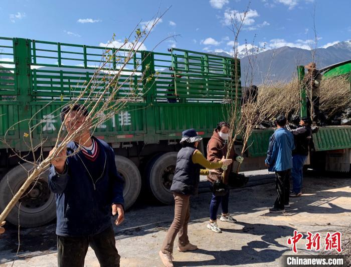 民眾搬運(yùn)苗木?！〔际忻⒖悼h委宣傳部供圖