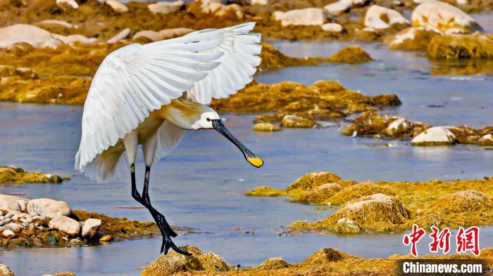 圖為白琵鷺?！?yán)桉 攝