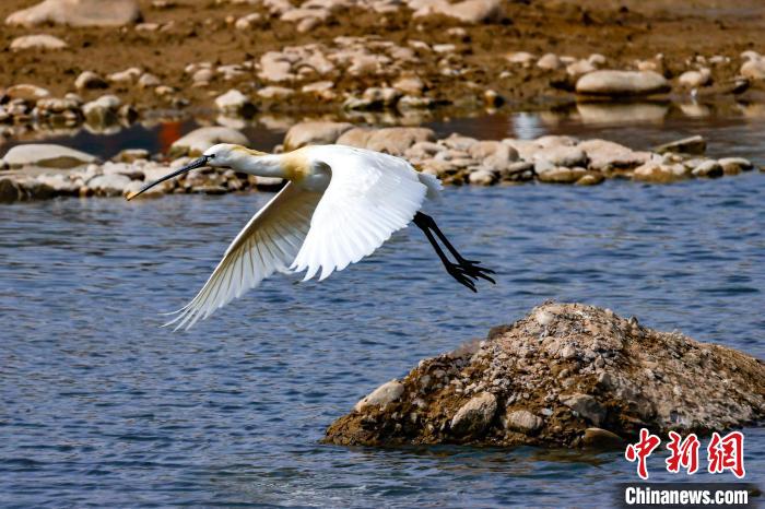 圖為準(zhǔn)備飛翔的白琵鷺?！?yán)桉 攝