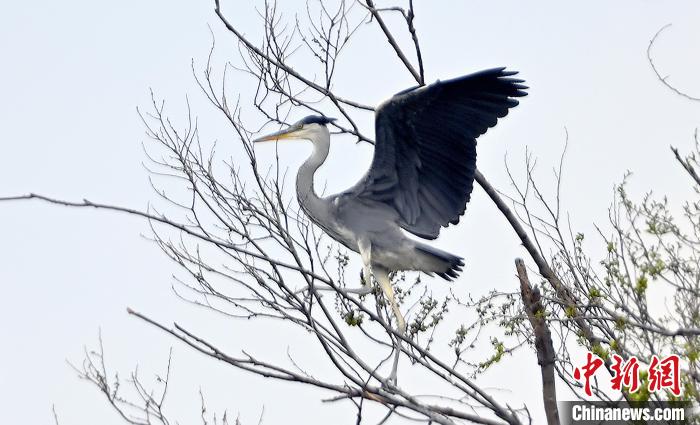 蒼鷺在覓食嬉戲?！“苍?攝