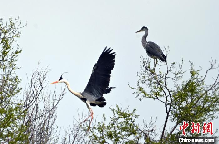 蒼鷺在覓食嬉戲?！“苍?攝