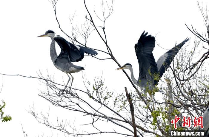 蒼鷺在覓食嬉戲?！“苍?攝