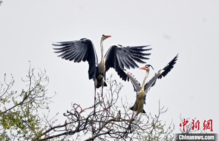蒼鷺在覓食嬉戲。　安源 攝