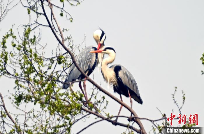 蒼鷺在覓食嬉戲?！“苍?攝