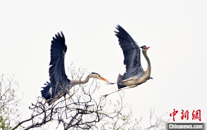 蒼鷺在覓食嬉戲?！“苍?攝