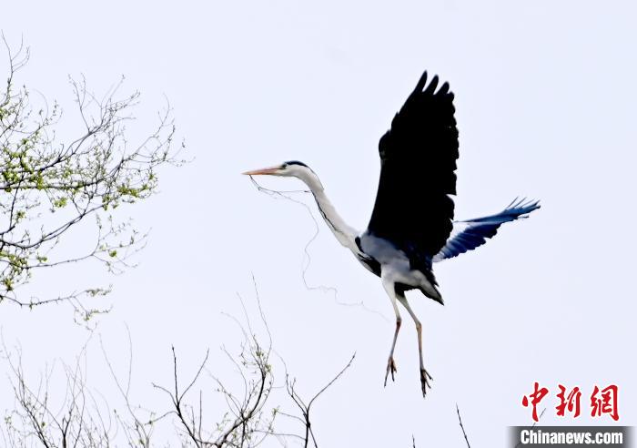 蒼鷺在覓食嬉戲?！“苍?攝