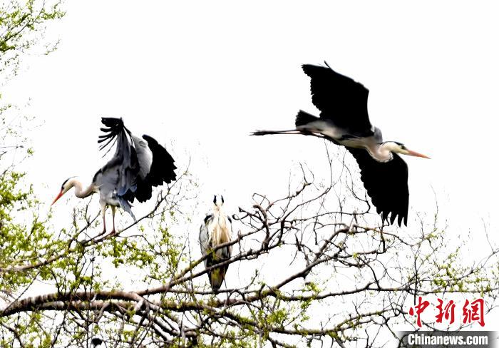 蒼鷺在覓食嬉戲?！“苍?攝