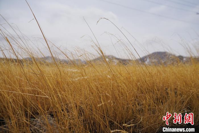 圖為青海省海西蒙古族藏族自治州天峻縣木里礦區(qū)草木茂盛?！●R銘言 攝