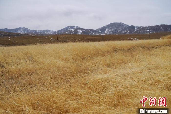 圖為青海省海西蒙古族藏族自治州天峻縣木里礦區(qū)草木茂盛?！●R銘言 攝