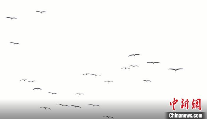 遷徙北歸。　天全縣融媒體中心 供圖