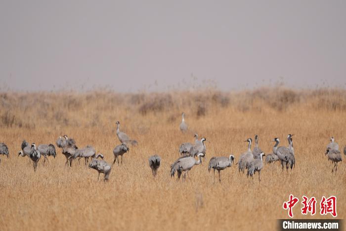圖為草原上棲息的灰鶴?！∠葘m 攝