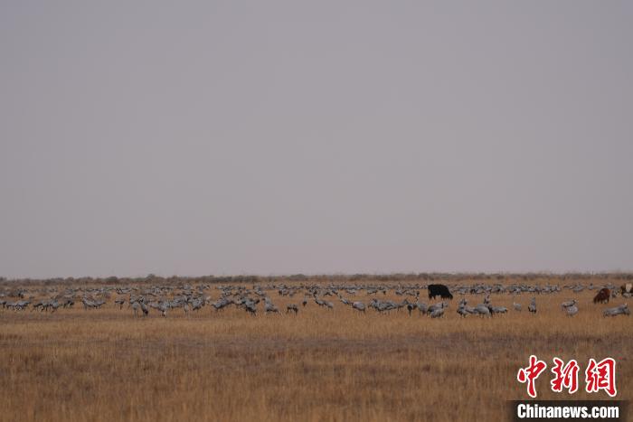 圖為草原上棲息的灰鶴?！∠葘m 攝