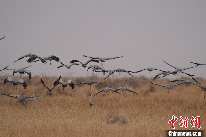 青海都蘭成群灰鶴匯集，場(chǎng)面壯觀