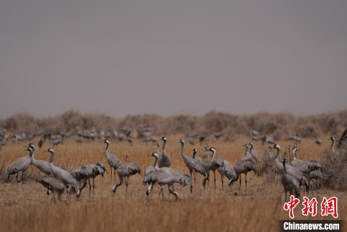 圖為灰鶴?！∠葘m 攝