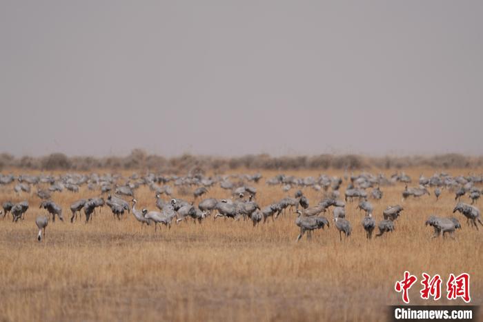 圖為密集分布的灰鶴?！∠葘m 攝