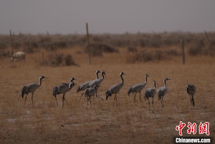 圖為灰鶴?！∠葘m 攝
