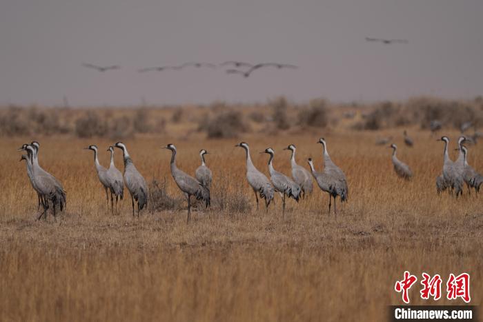 圖為灰鶴?！∠葘m 攝