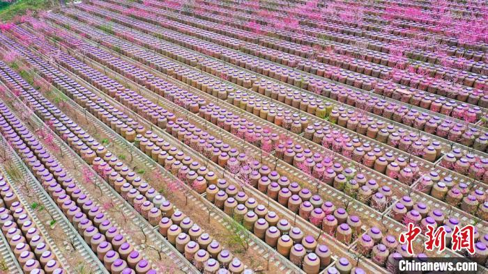 灼灼桃花惹人醉?！㈡?攝