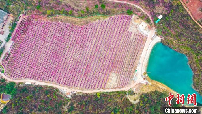 灼灼桃花惹人醉。　劉媛 攝