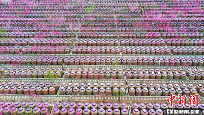 桃花和酒壇相映成趣?！㈡?攝