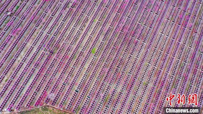 桃花和酒壇相映成趣?！㈡?攝