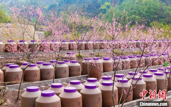 桃花和酒壇相映成趣。　易銘 攝