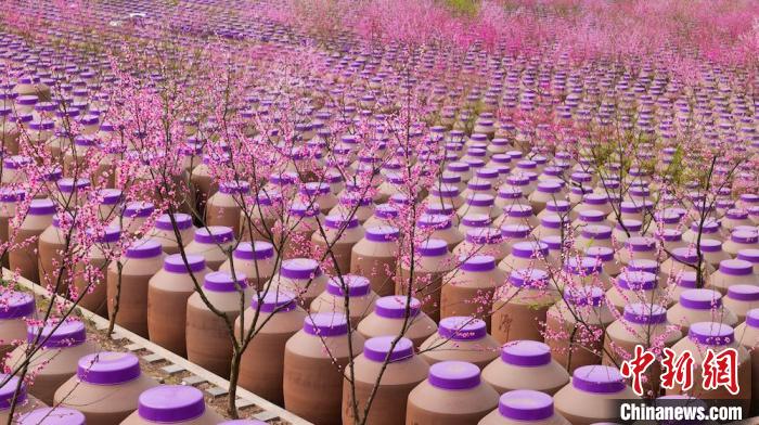 桃花和酒壇相映成趣。　易銘 攝