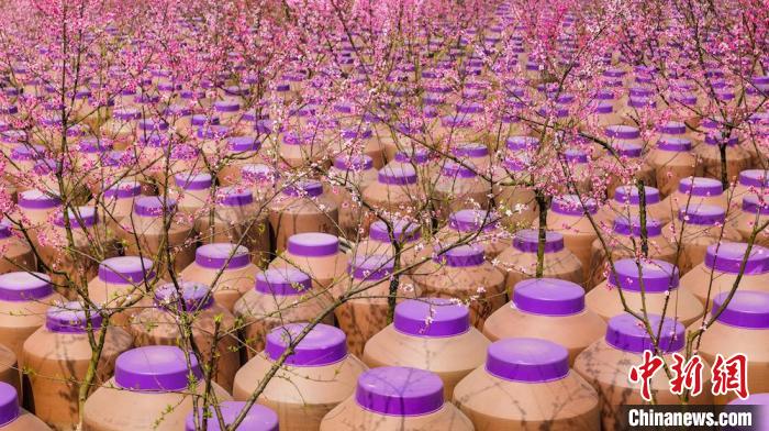 桃花和酒壇相映成趣。　易銘 攝