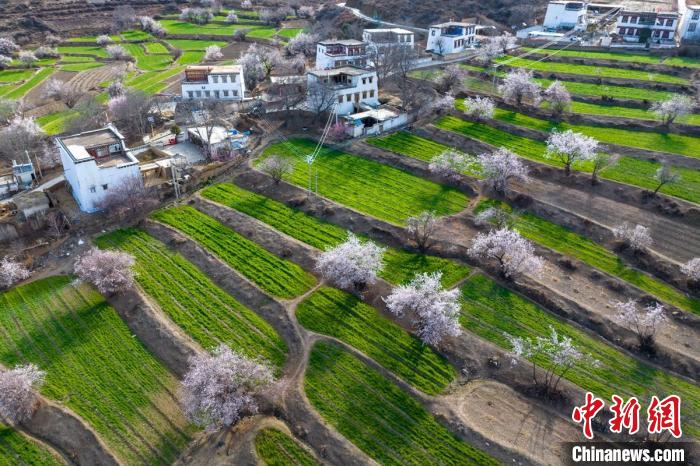 白松鎮(zhèn)層層麥田綠意盎然，與桃林構(gòu)成一幅美麗的鄉(xiāng)村畫卷。　劉忠俊 攝