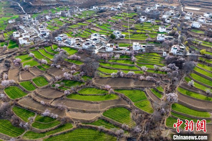 白松鎮(zhèn)桃花林中的白藏房?！⒅铱?攝