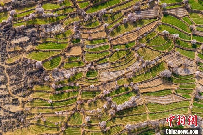 空中俯瞰得榮縣白松鎮(zhèn)的高山麥田和桃林?！⒅铱?攝