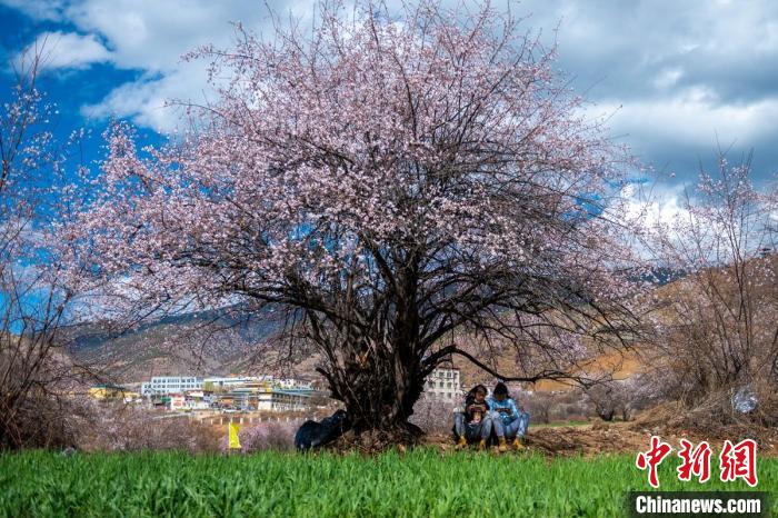桃花樹下兩名女孩正在玩手機(jī)?！⒅铱?攝