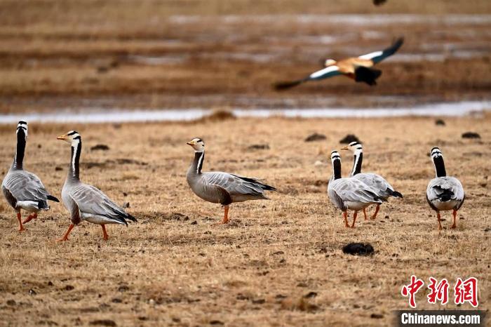 圖為成群的斑頭雁?！“?攝