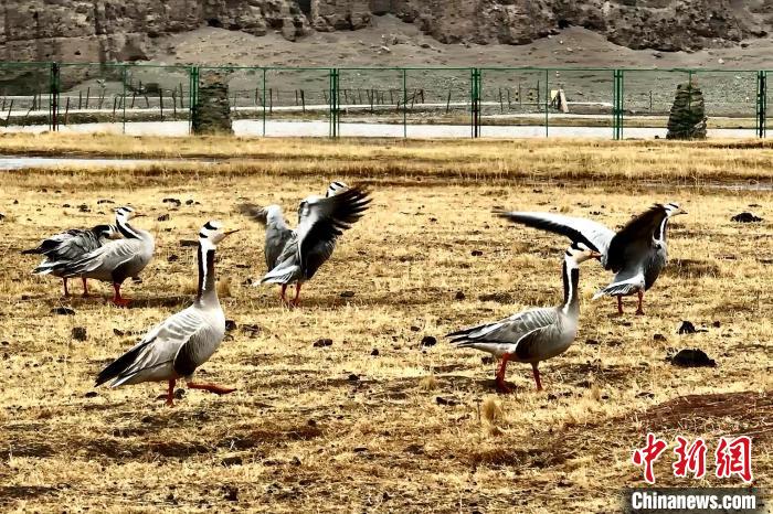 圖為斑頭雁。　包雷 攝