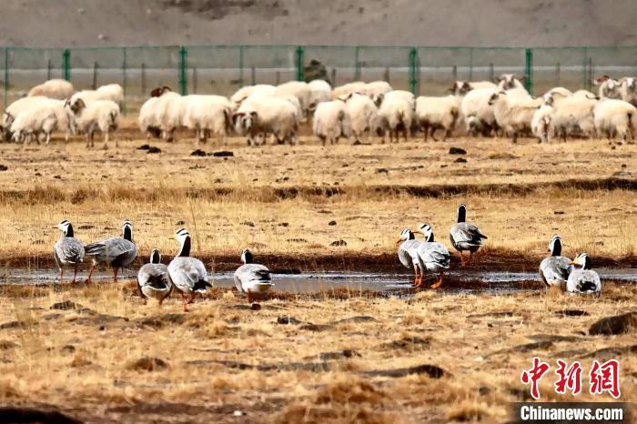 圖為羊群邊的成群斑頭雁。　包雷 攝