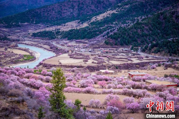道孚縣麻灣村上千株盛開的杏花將鄉(xiāng)村裝點一新。　何行銘 攝