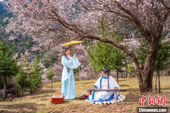 道孚杏花樹下的游客們?！√K銳 攝