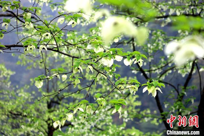 珙桐在春末夏初之際開花，花期較短?！螚?攝