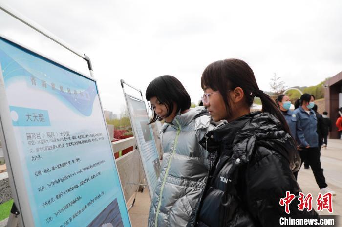 圖為學(xué)生通過展板了解青海常見鳥類。　馬銘言 攝