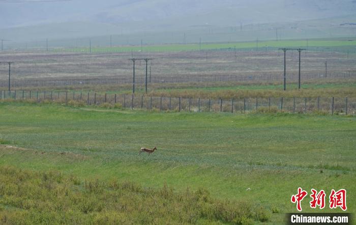 圖為一只普氏原羚在草場(chǎng)上奔跑?！●R銘言 攝
