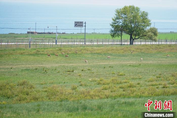 圖為成群普氏原羚在草場(chǎng)上愜意覓食，悠閑自在。　馬銘言 攝
