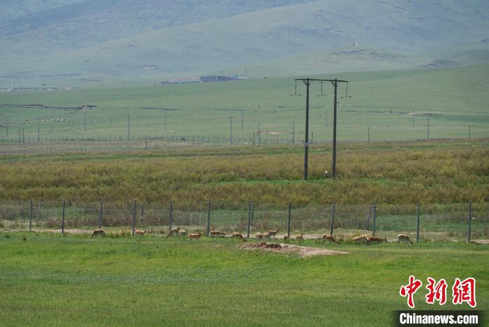 圖為成群普氏原羚在草場(chǎng)上愜意覓食，悠閑自在?！●R銘言 攝